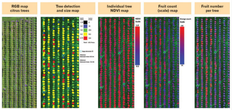 Image of Agroview' detection map, tree size map, and fruit count map